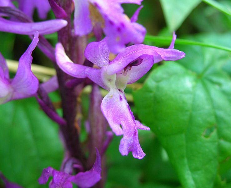 Orchis mascula